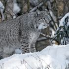 Luchs im Schnee 006