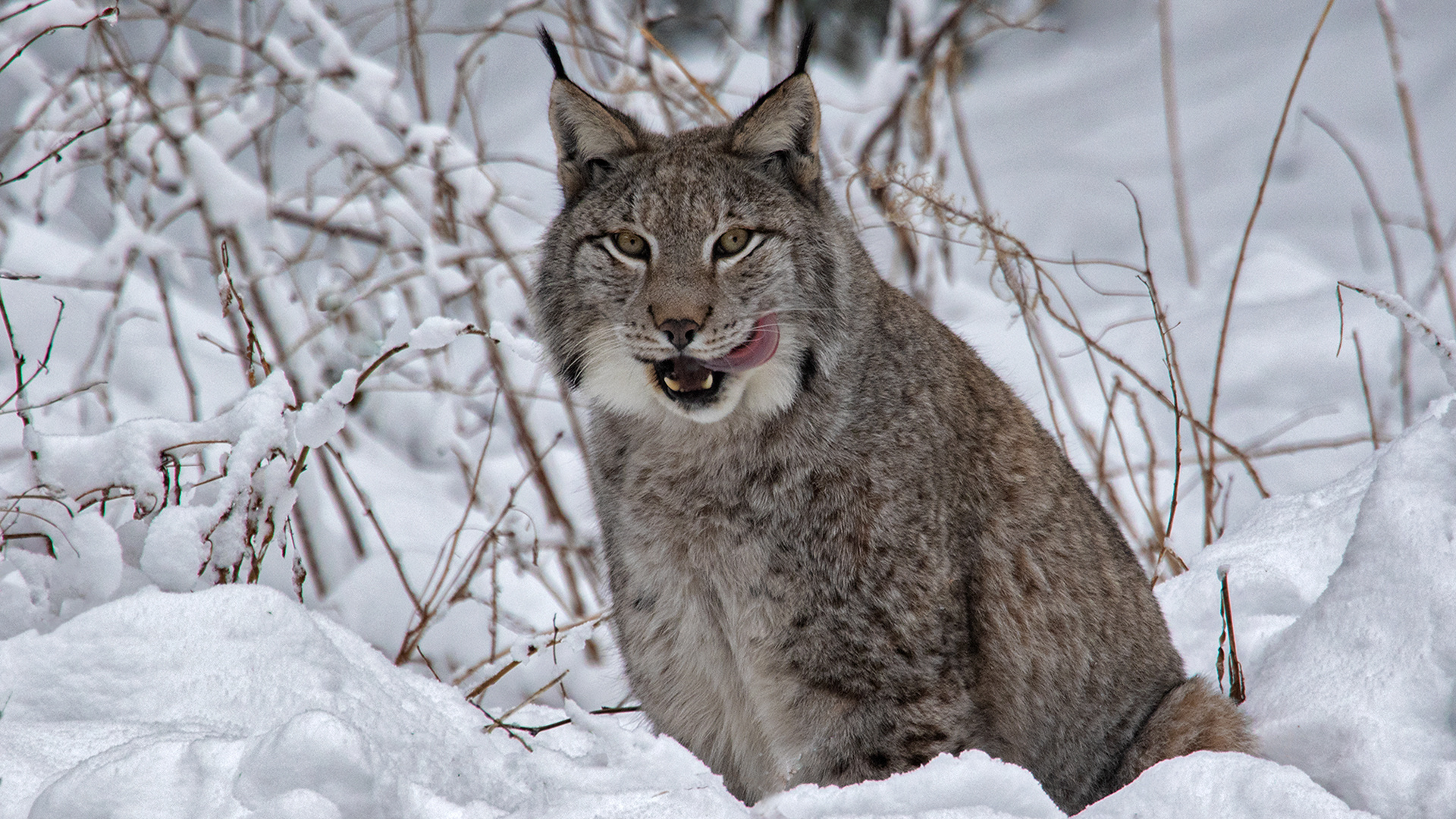 Luchs im Schnee 006 