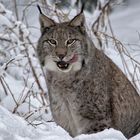 Luchs im Schnee 006 