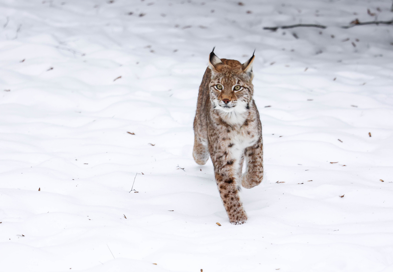 Luchs im Schnee