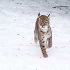 Luchs im Schnee