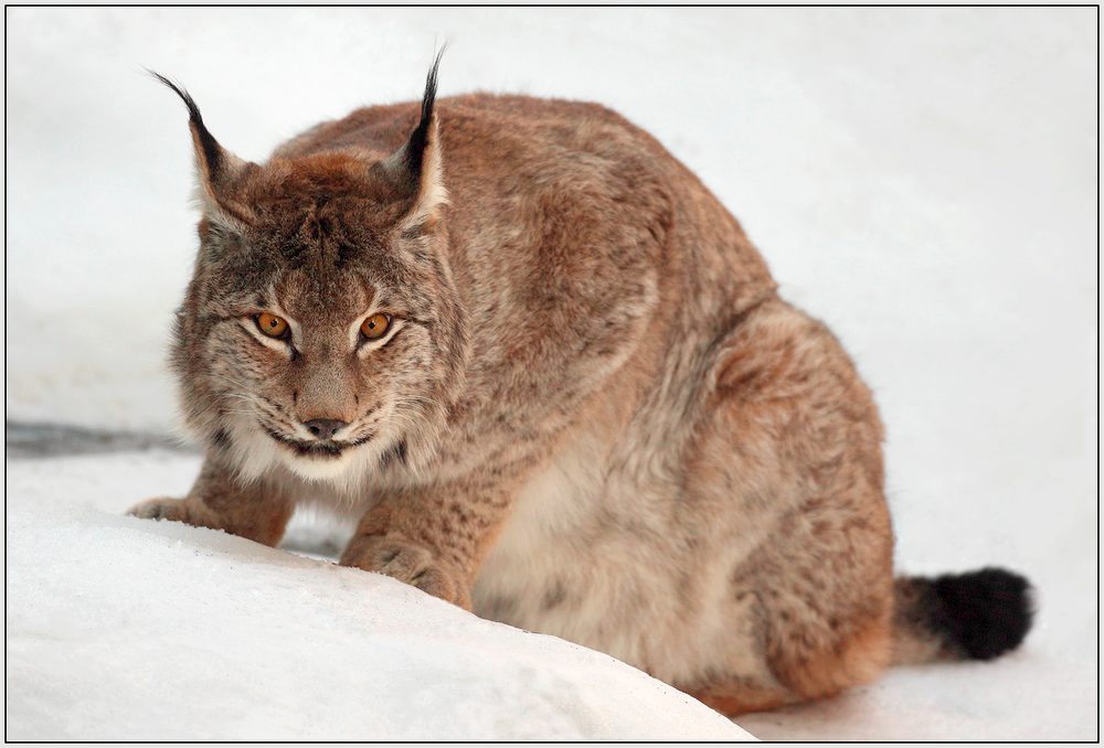 Luchs im Schnee