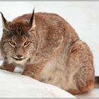 Luchs im Schnee