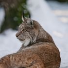 Luchs im Schnee 2