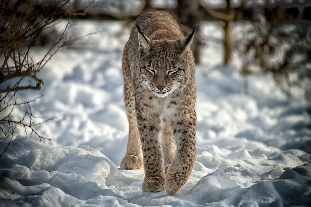 Luchs im Schnee 2, Hellental, 20.01.2017