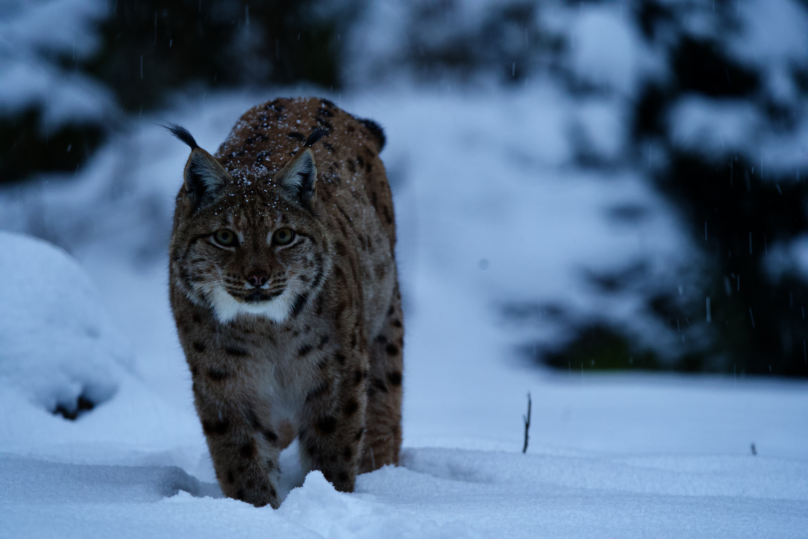 Luchs im Schnee