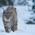 Luchs im Schnee