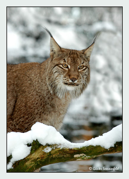 Luchs im Schnee