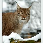 Luchs im Schnee