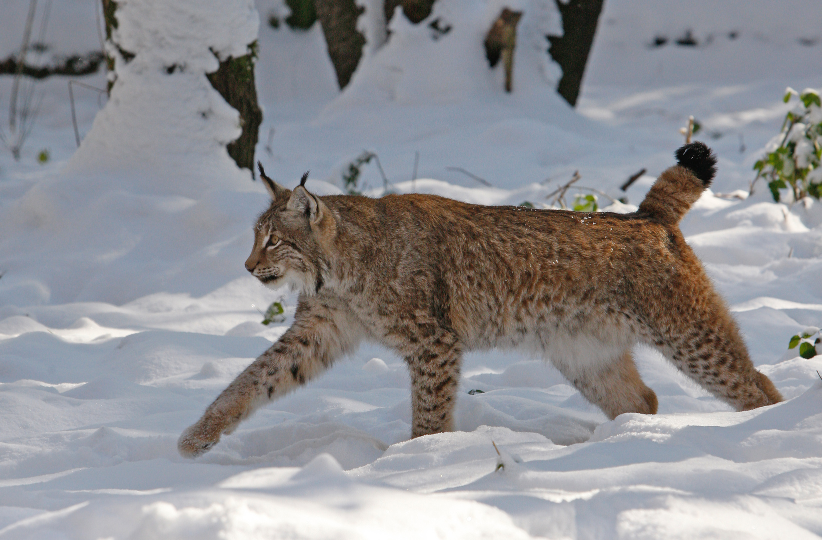 Luchs im Schnee