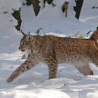 Luchs im Schnee