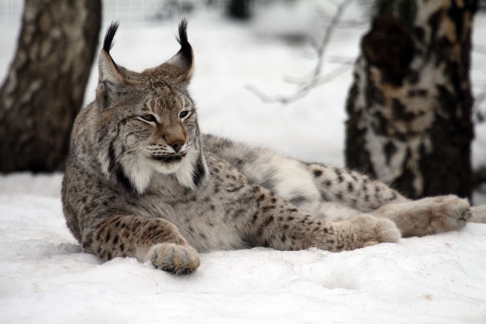 Luchs im Schnee