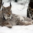 Luchs im Schnee