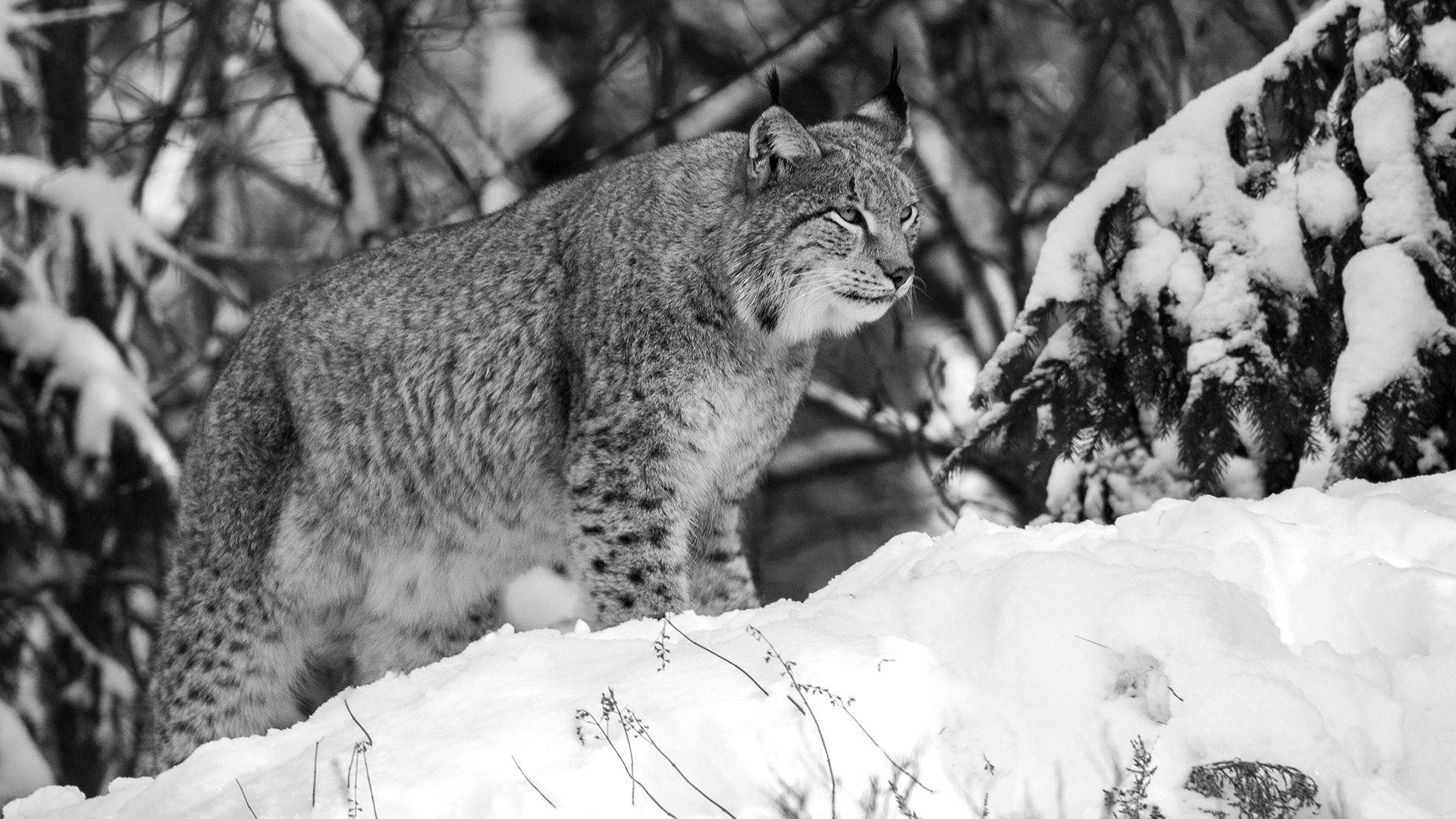 Luchs  im Schnee