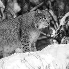 Luchs  im Schnee