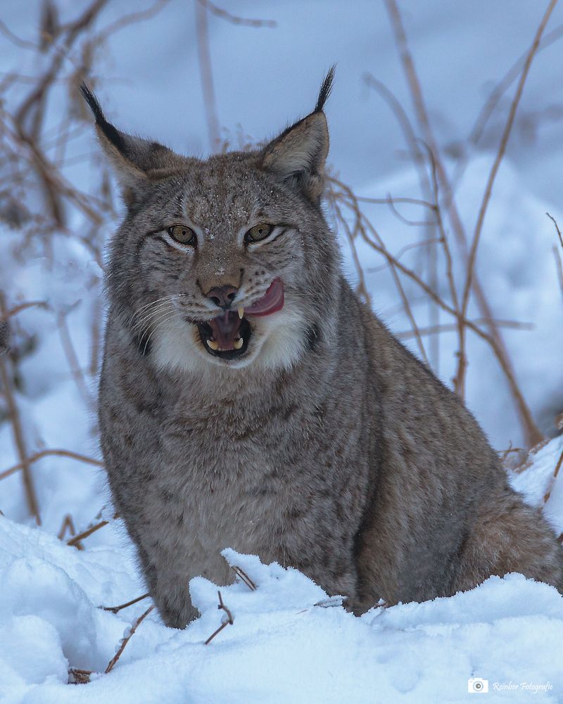 Luchs im Schnee