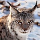 Luchs im Schnee