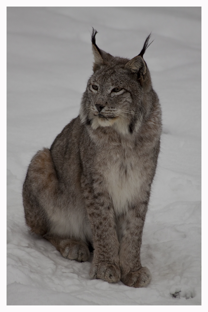 Luchs im Schnee