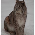 Luchs im Schnee