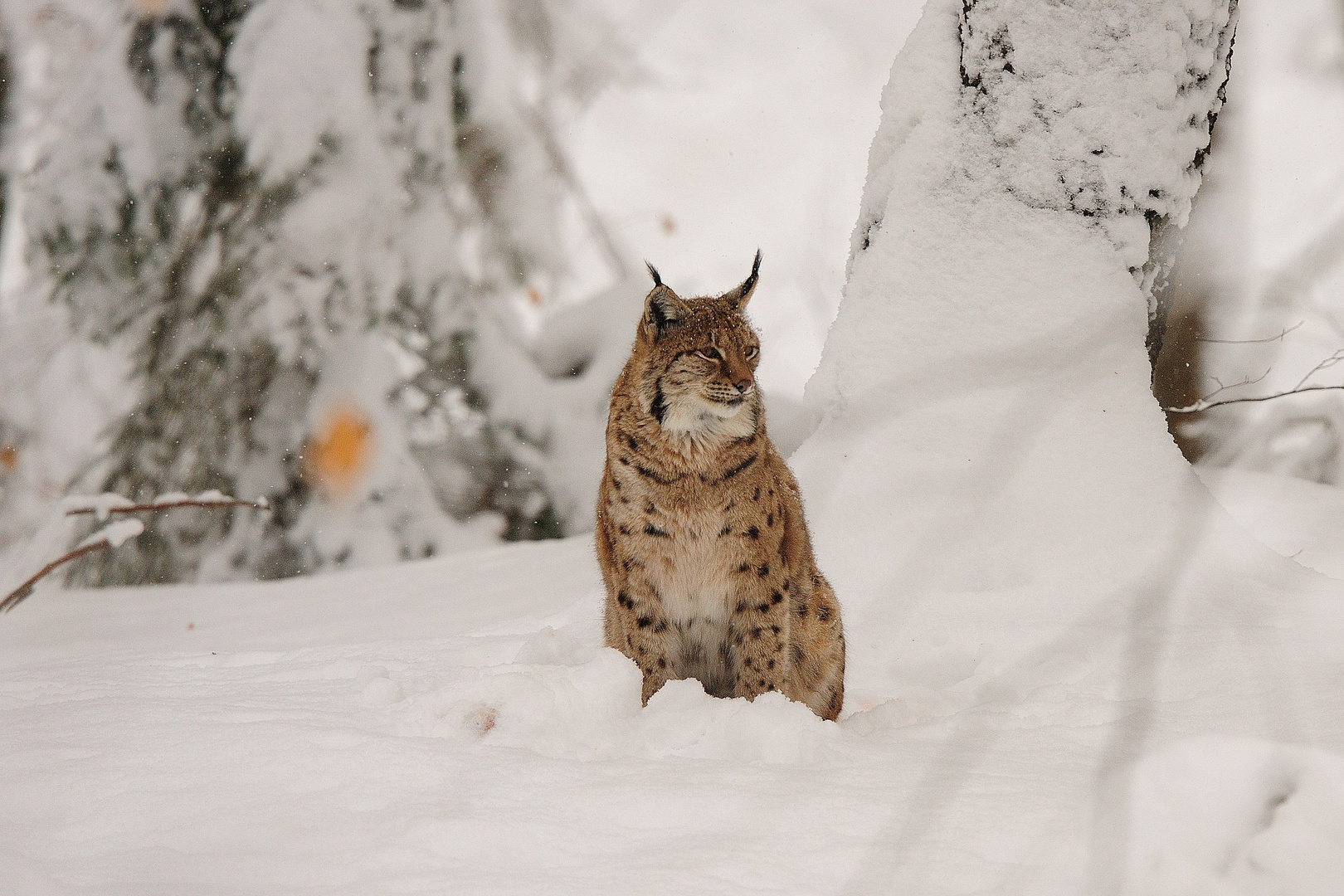 Luchs im Schnee