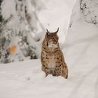 Luchs im Schnee