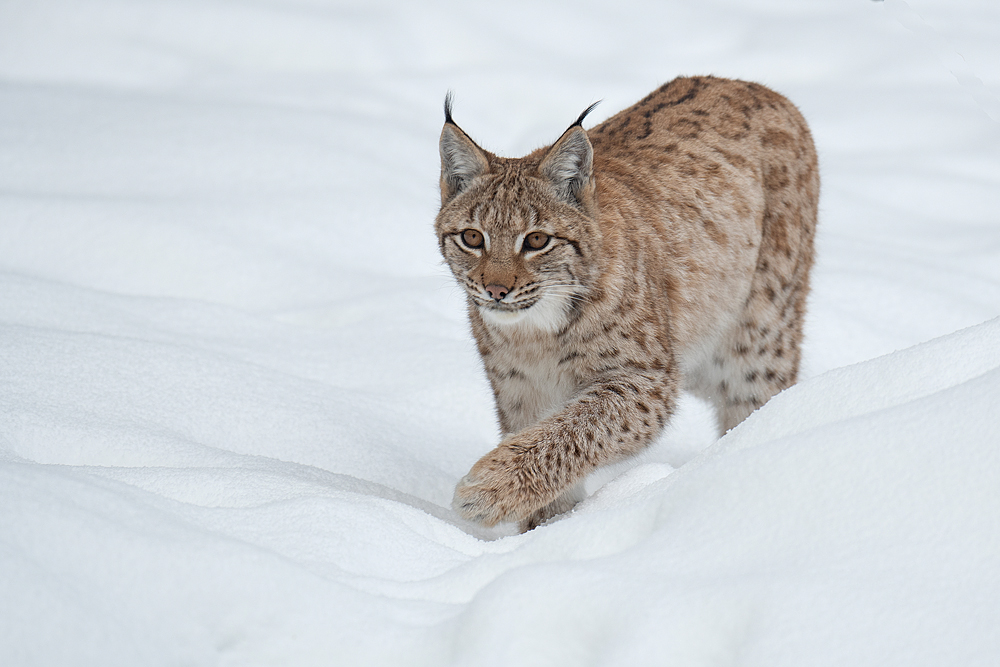 Luchs im Schnee