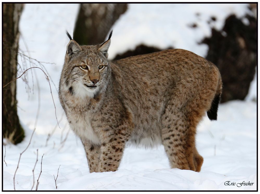 Luchs im Schnee