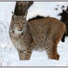 Luchs im Schnee