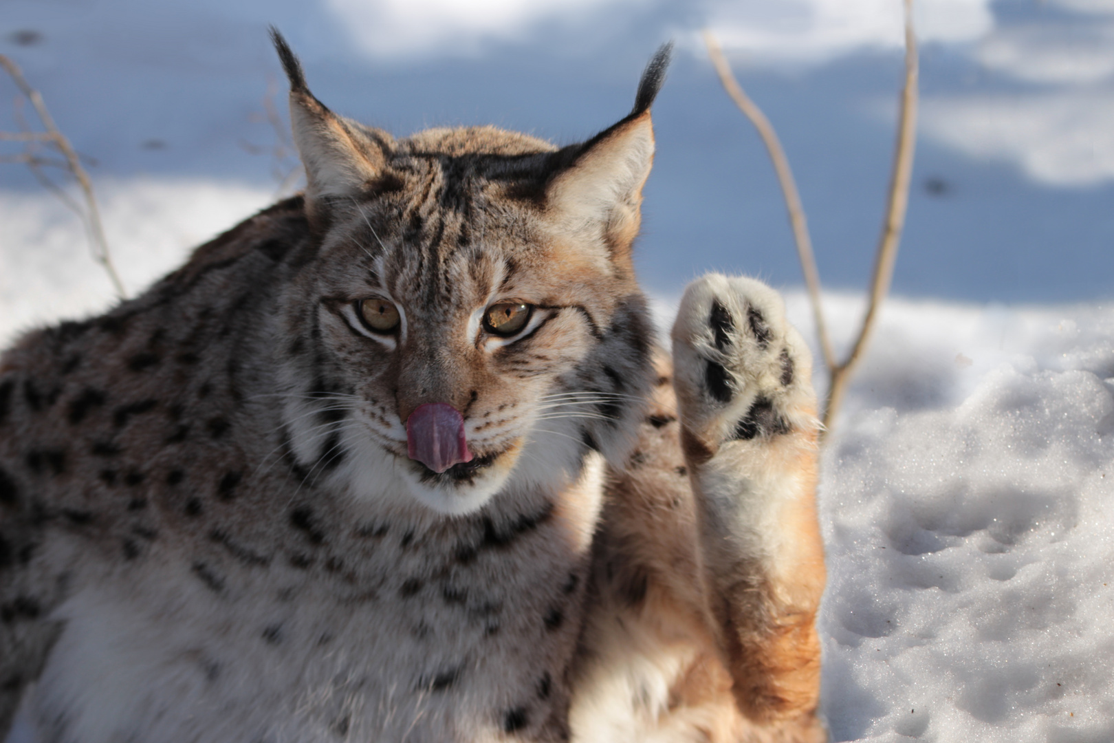 Luchs im Schnee