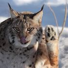 Luchs im Schnee