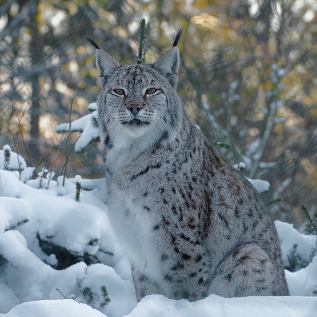 Luchs im Schnee