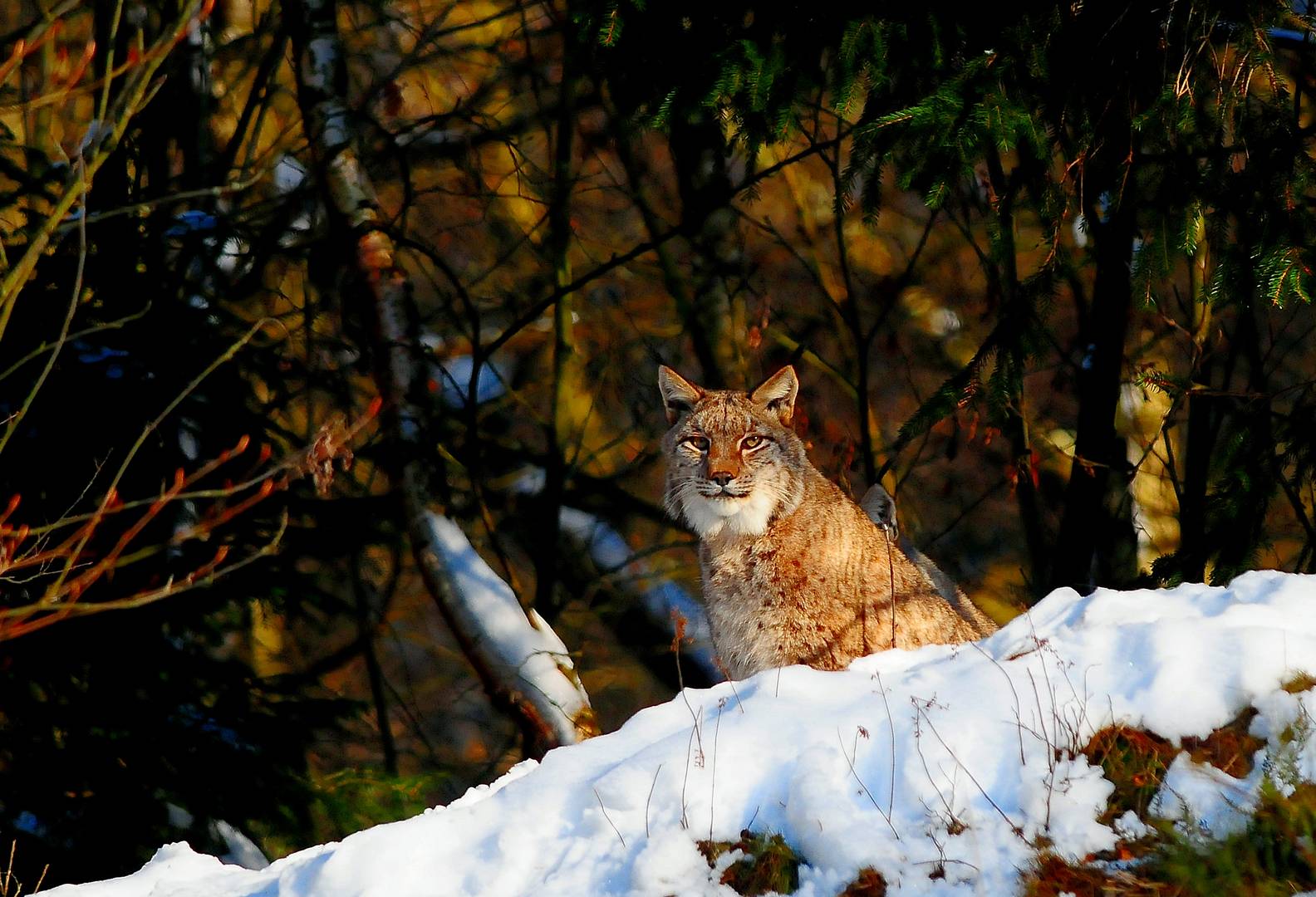 Luchs im Schnee