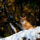 Luchs im Schnee