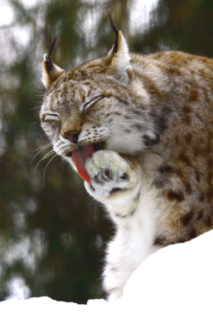 Luchs im Schnee