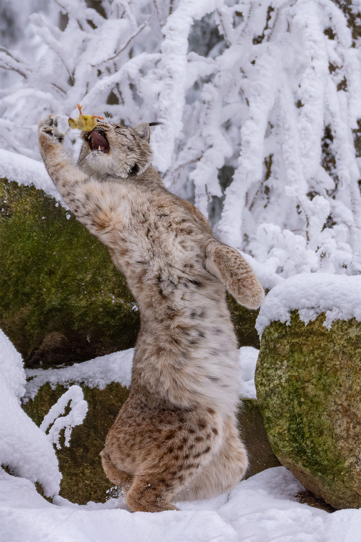 Luchs im Schnee beim Beutefang