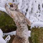 Luchs im Schnee beim Beutefang