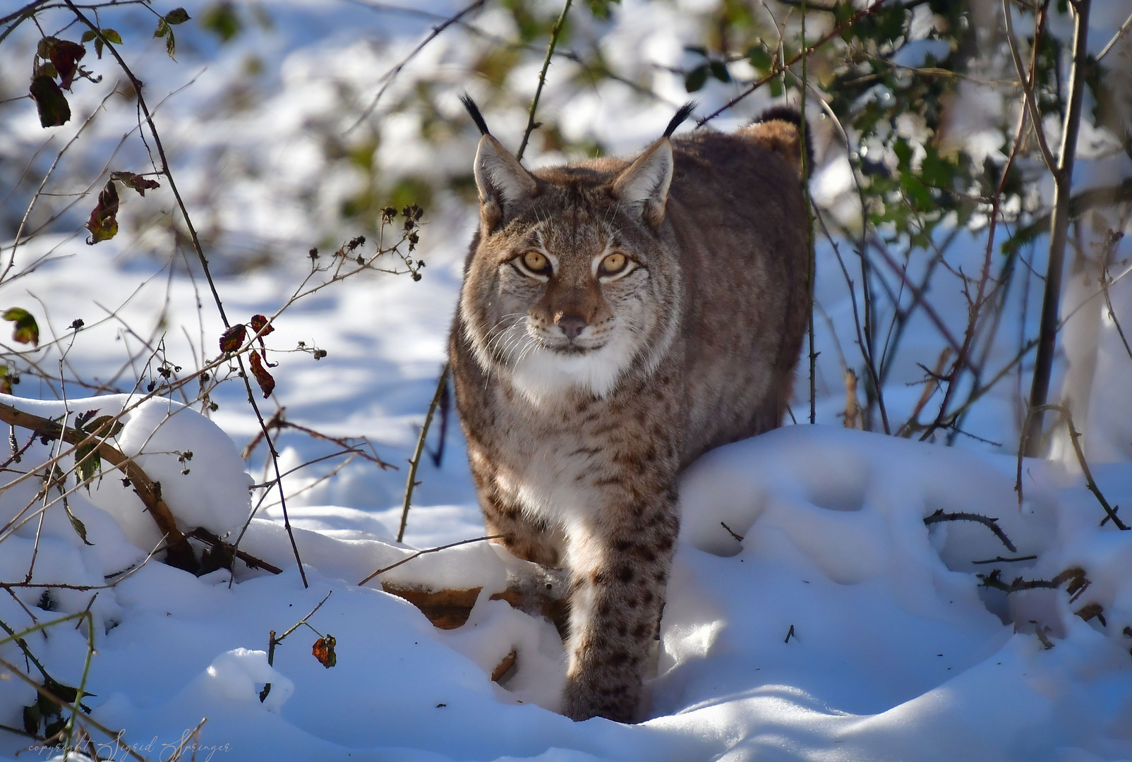 Luchs im Schnee 