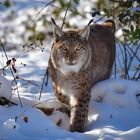 Luchs im Schnee 