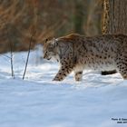 Luchs im Schnee (D c)