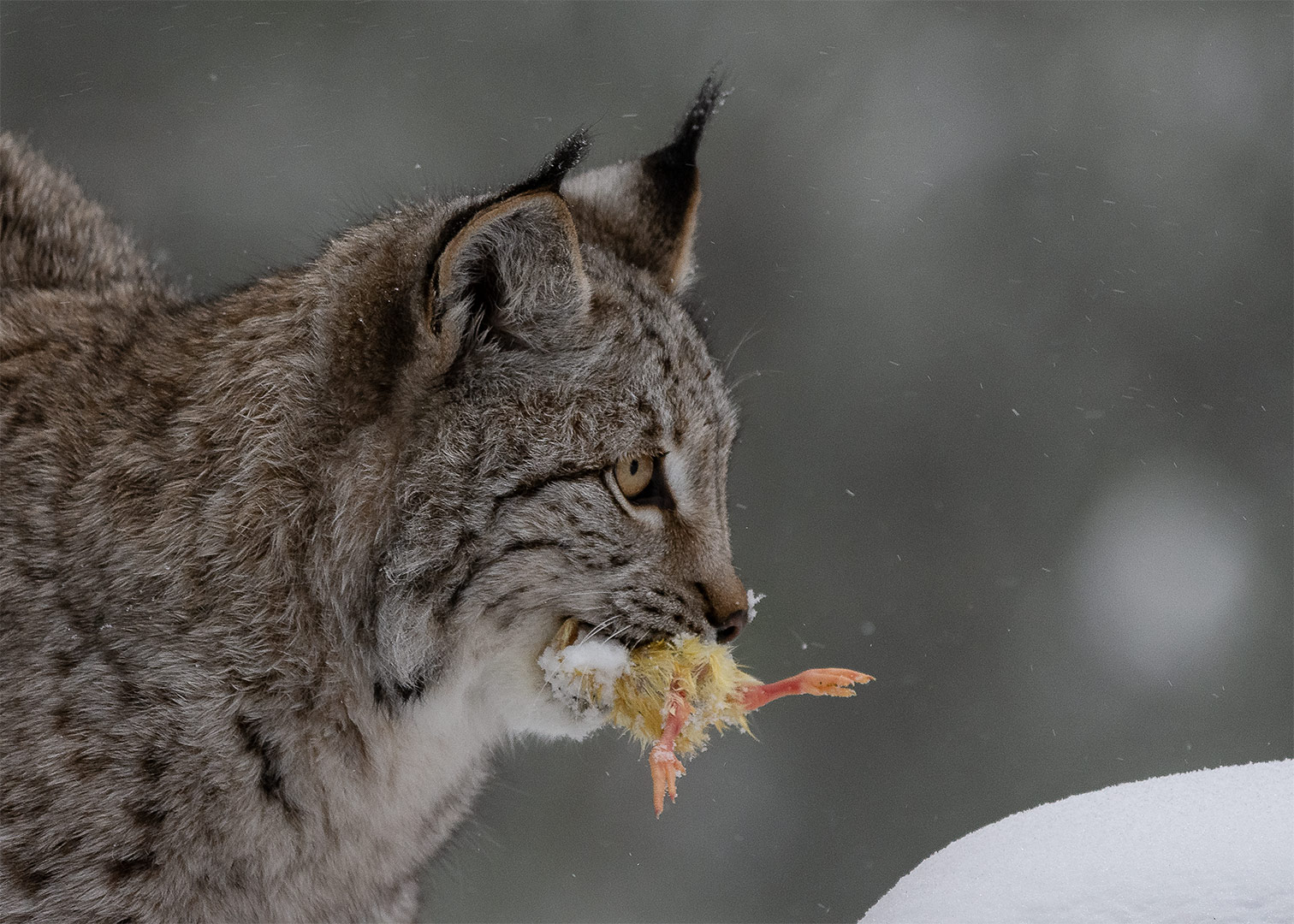 Luchs im Schnee