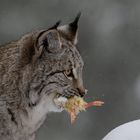 Luchs im Schnee