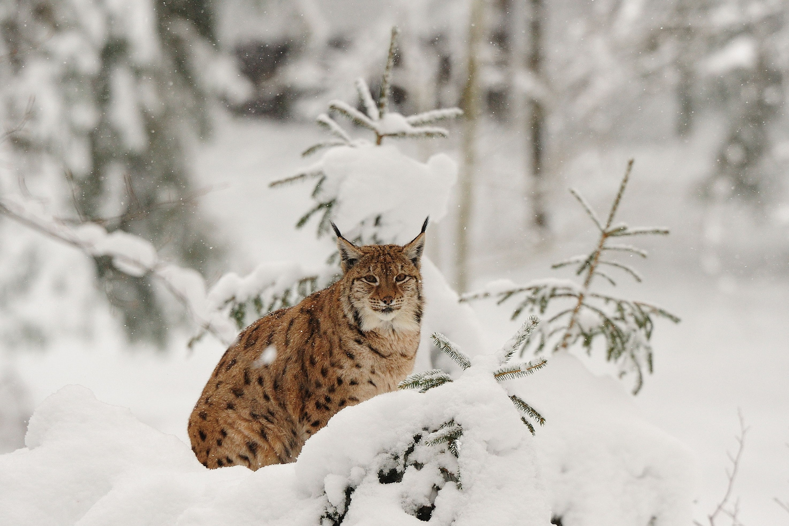 Luchs im Schnee