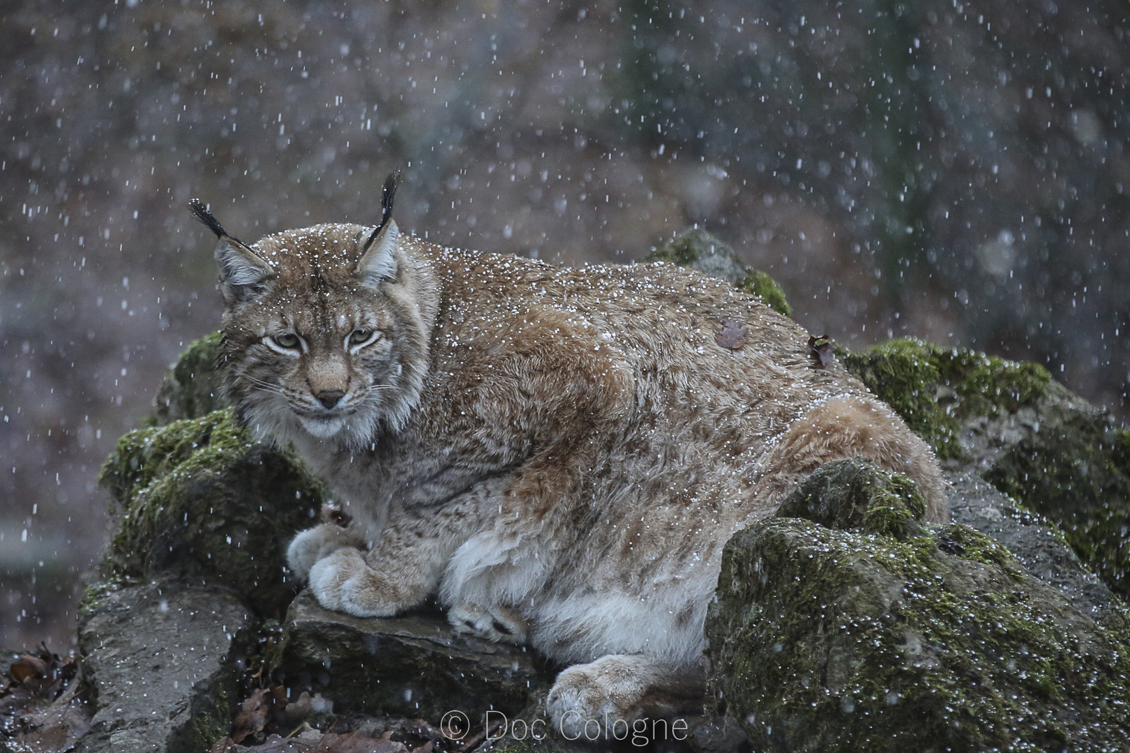 Luchs im Schnee