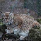 Luchs im Schnee