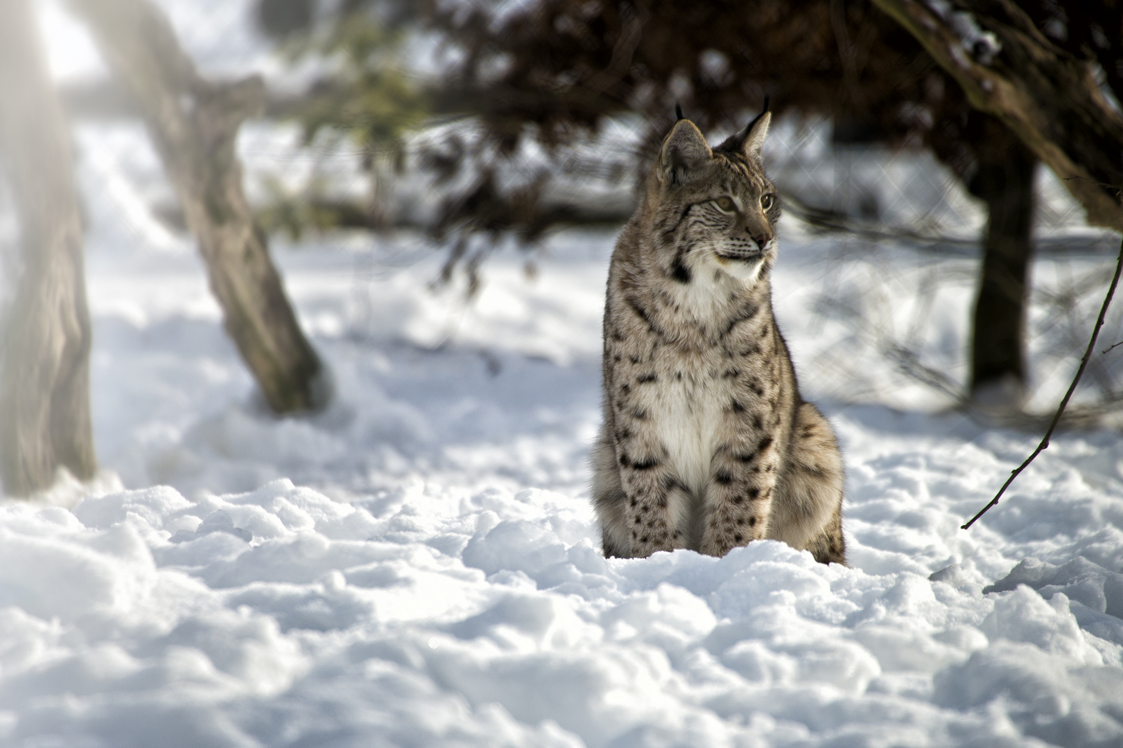 Luchs im Schnee, Hellental, 20.01.2017