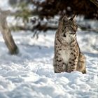 Luchs im Schnee, Hellental, 20.01.2017