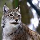 Luchs im Schnee II