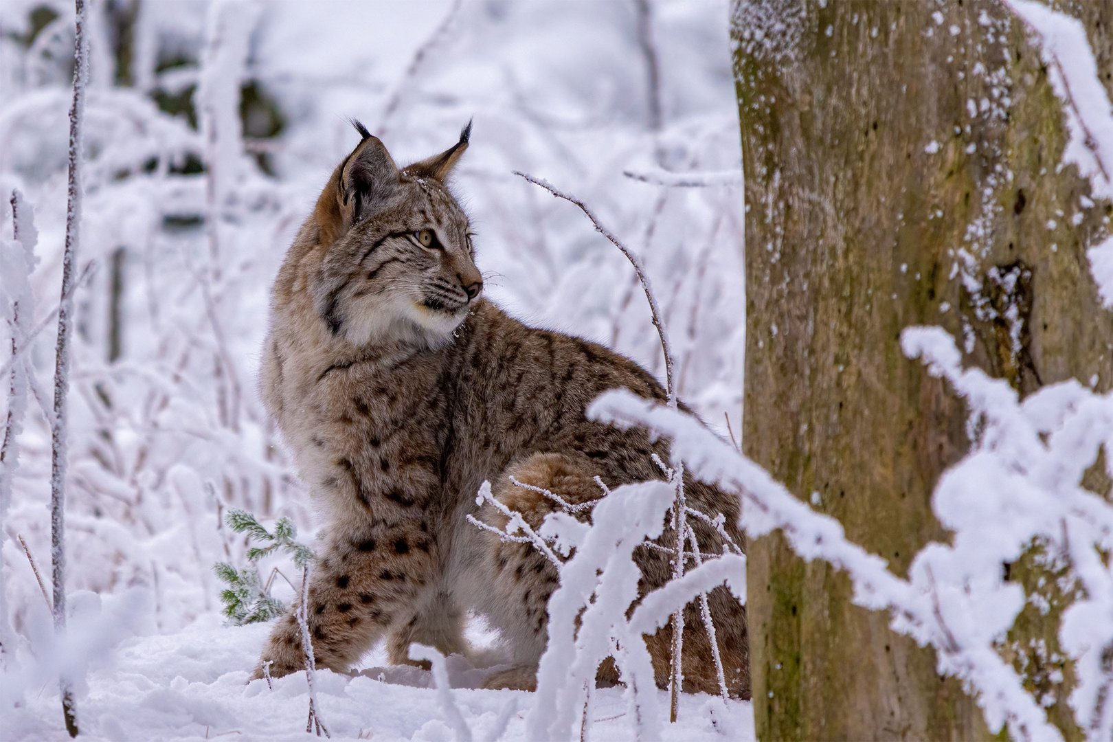 Luchs im Schnee kurz vor der Fütterung im Wildpark Waldhaus Mehlmeisel