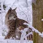 Luchs im Schnee kurz vor der Fütterung im Wildpark Waldhaus Mehlmeisel