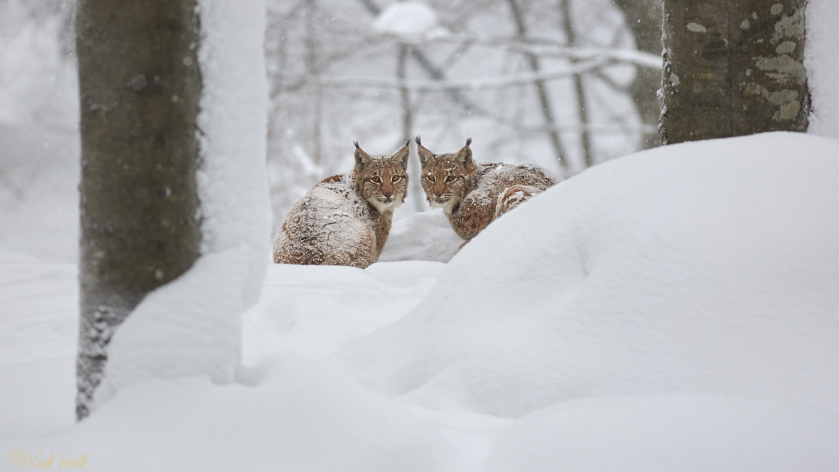 Luchs im Schneemantel...